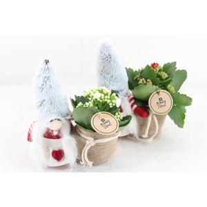 arr2 PL - Gnome bont muts kl. x6