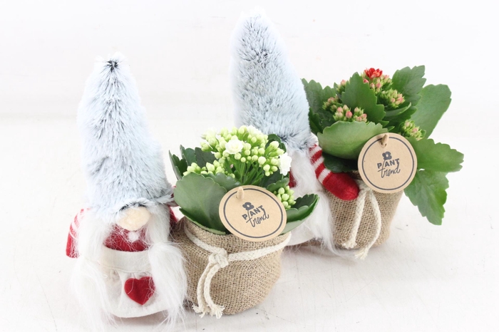 <h4>arr2 PL - Gnome bont muts kl. x6</h4>