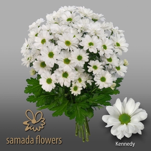 CHRYSANTHEMUM TR 'KENNEDY'