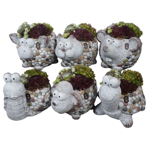 Arr. Sempervivum H%