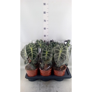 Alocasia amazonica 'Polly'