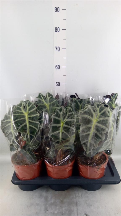 <h4>Alocasia amazonica 'Polly'</h4>