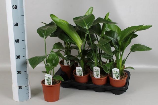 <h4>STRELITZIA NICOLAI</h4>