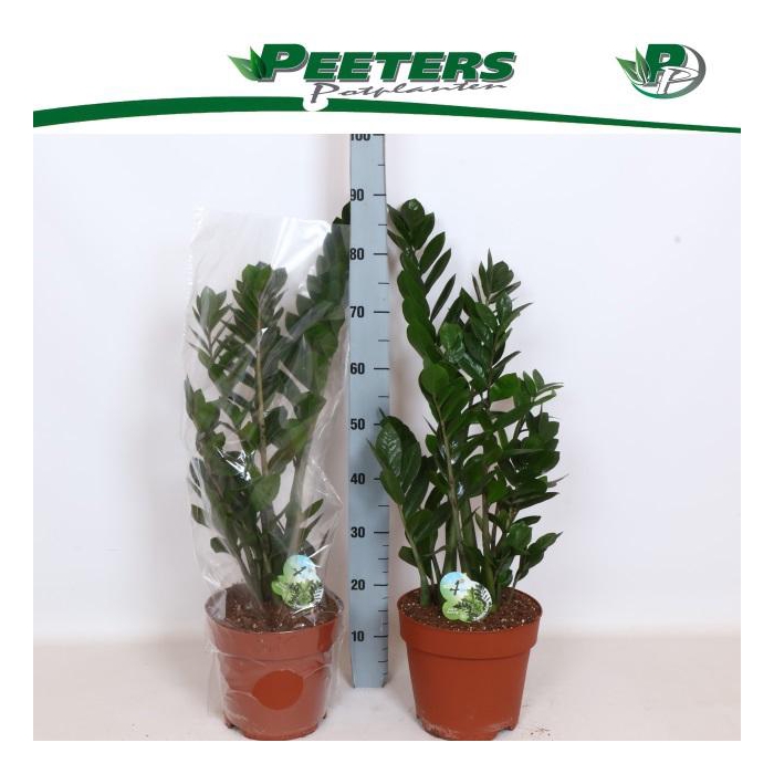<h4>ZAMIO ZAMIIFOLIA</h4>