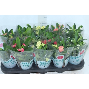 EUPHORBIA MILII MILIIANA P11