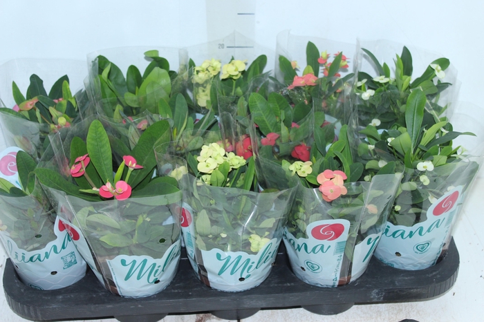 <h4>EUPHORBIA MILII MILIIANA P11</h4>