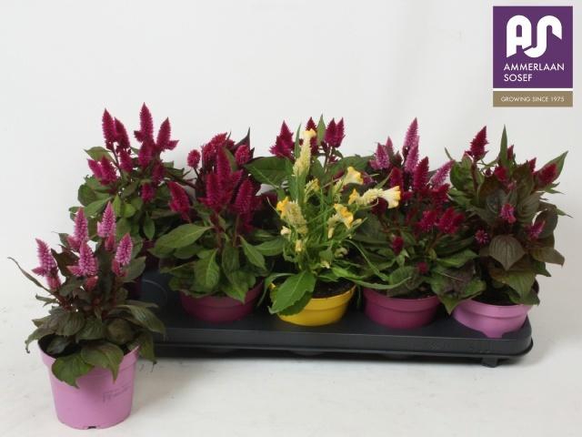 <h4>CEL ARGENTEA GEM</h4>