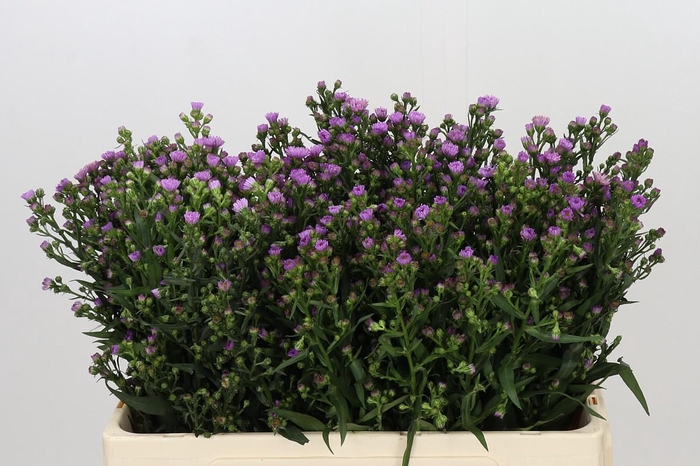 <h4>Aster Painted Lady</h4>