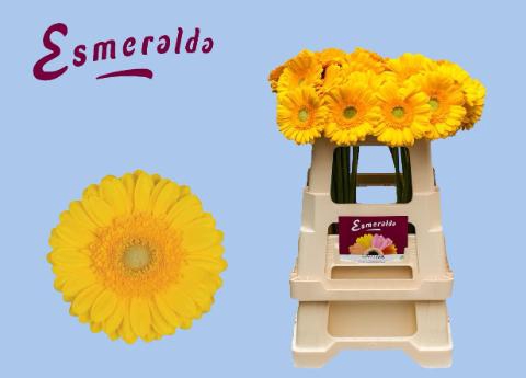 <h4>GE GR CAPTIVA</h4>