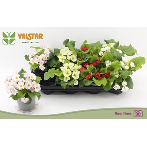 PRIMULA ROSITA MIX P12