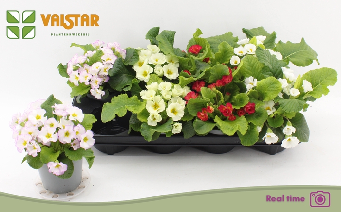 <h4>PRIMULA ROSITA MIX P12</h4>
