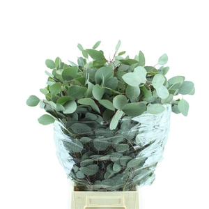 EUCALYPTUS 'POPULUS'