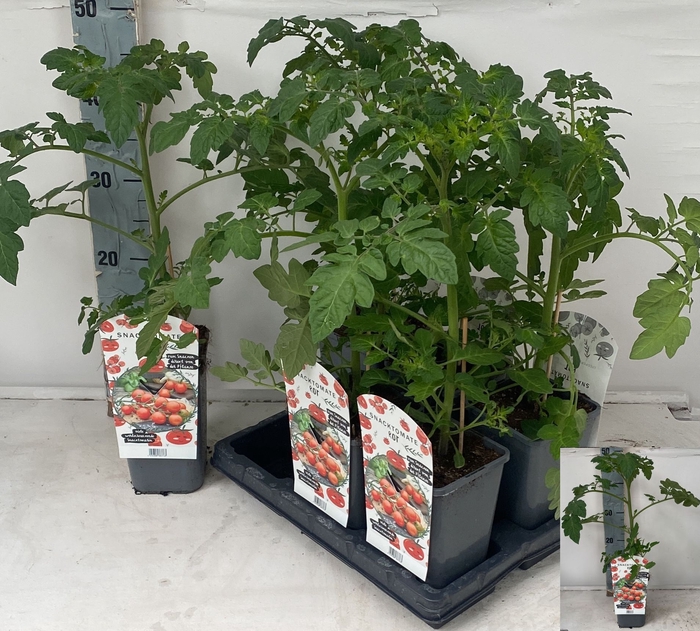 <h4>TOMATENPLANTEN</h4>