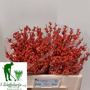 Ilex Ve Oudij Orange