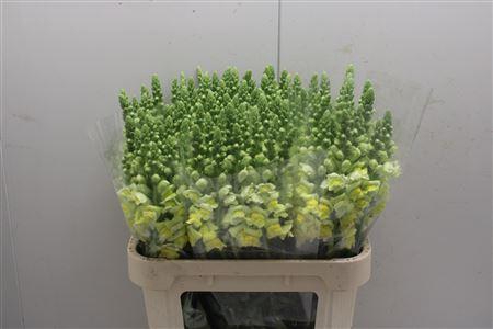 <h4>Antir Poto Yellow</h4>