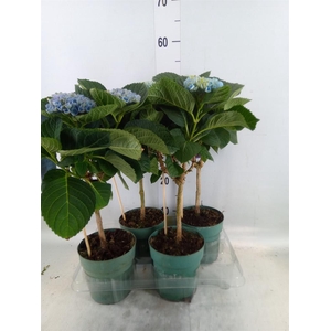 Hydrangea mac. 'Magical Revolution'