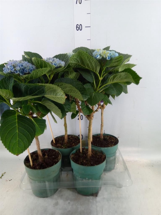 <h4>Hydrangea mac. 'Magical Revolution'</h4>