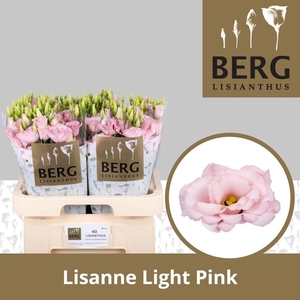 Lisianthus do lisanne light pink