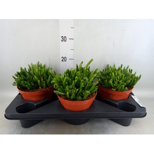 Crassula ovata 'Hobbit'