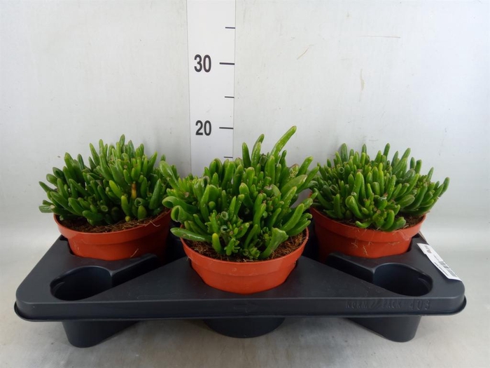 <h4>Crassula ovata 'Hobbit'</h4>