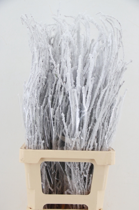 <h4>Betula Snow 90cm per bunch</h4>