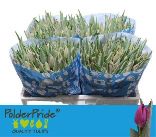 <h4>TU EN BULLIT</h4>