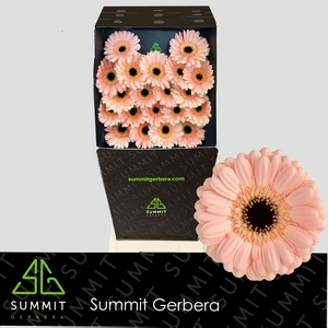 Germini Espresso Diamond