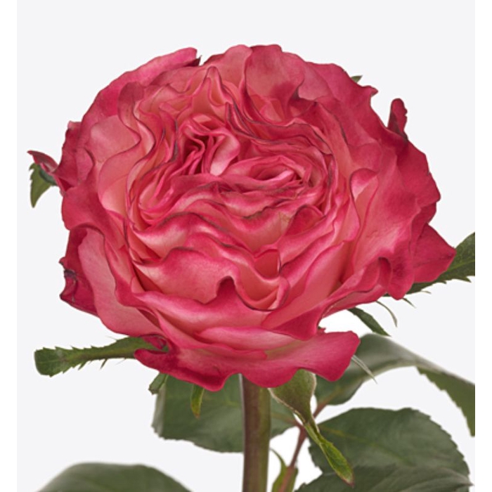 <h4>Rosa Enchantment</h4>