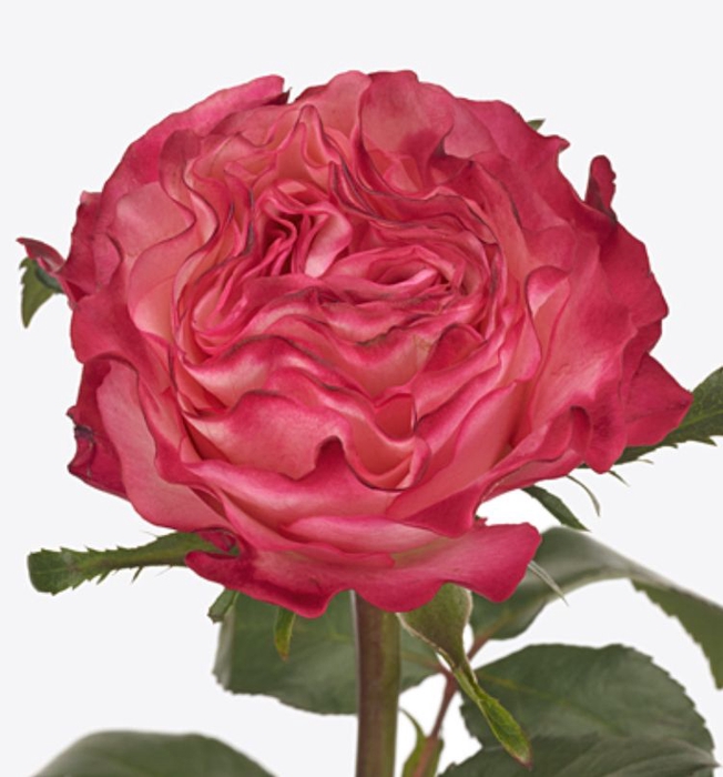 Rosa Enchantment