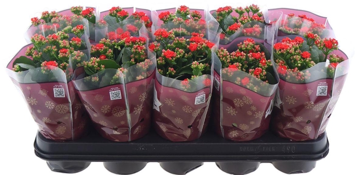 <h4>Kal Ge Rf Noelle</h4>