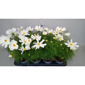 Cosmos bipinnatus 'Casanova White'