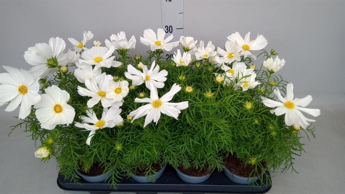 <h4>Cosmos bipinnatus 'Casanova White'</h4>