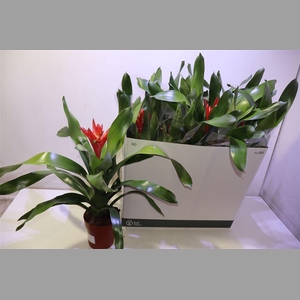 Aech Roz Elegant Red