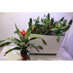 Aech Roz Elegant Red