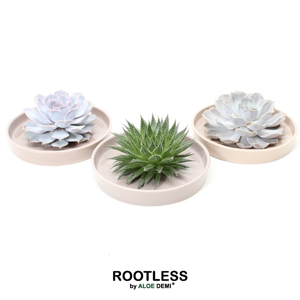 <h4>ROOTLESS Succulent, Springbok bowl</h4>