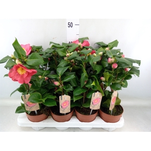 Camellia japonica 'Dr King'