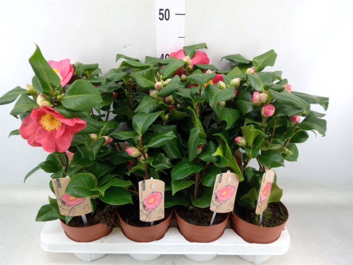 <h4>Camellia japonica 'Dr King'</h4>