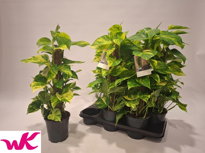 <h4>EPIPR MOSSTOK</h4>