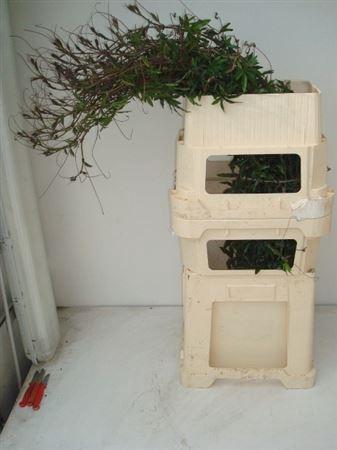 <h4>Passieflora Ranken</h4>