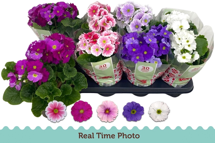 <h4>PRIM OB TM GEM</h4>