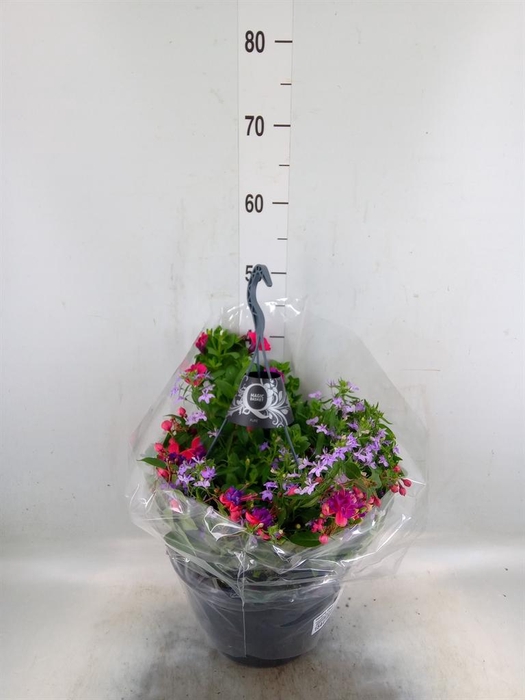 <h4>Hanging plant   ...</h4>