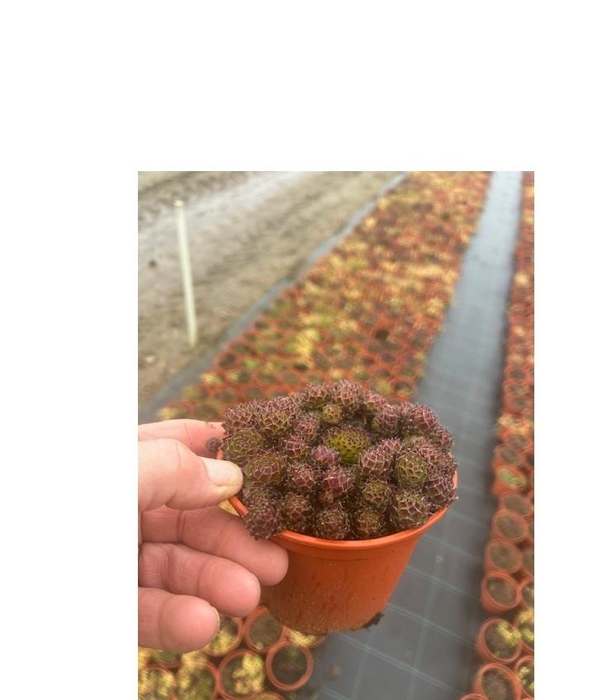 SEMPERVIVUM-HYBRID P12 M.ETIKET