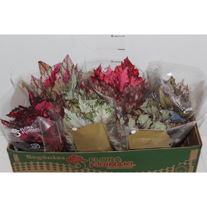 BEGONIA BELEAF P15 PO