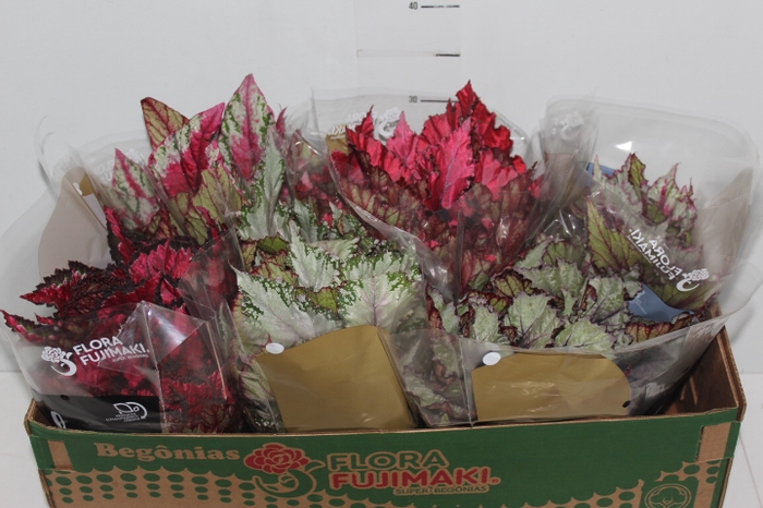BEGONIA BELEAF P15 PO