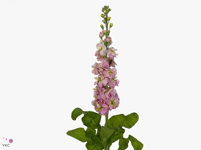 Matth Phantom Apricot