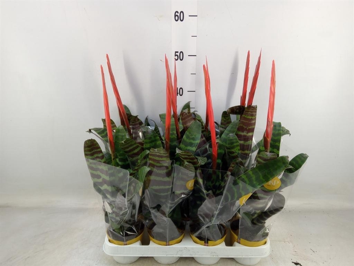 <h4>Vriesea  'Era'</h4>