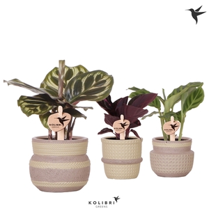 Kolibri Greens Calathea mix in Ethnic pot khaki