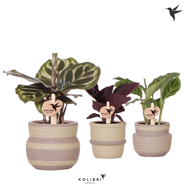 <h4>Kolibri Greens Calathea mix in Ethnic pot khaki</h4>