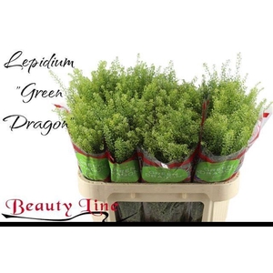 LEP VI GREEN DRAGON