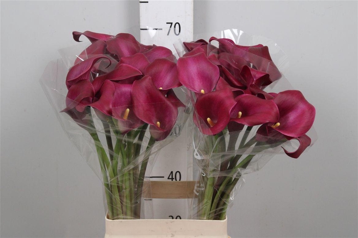 <h4>Zant Bordeaux Art</h4>